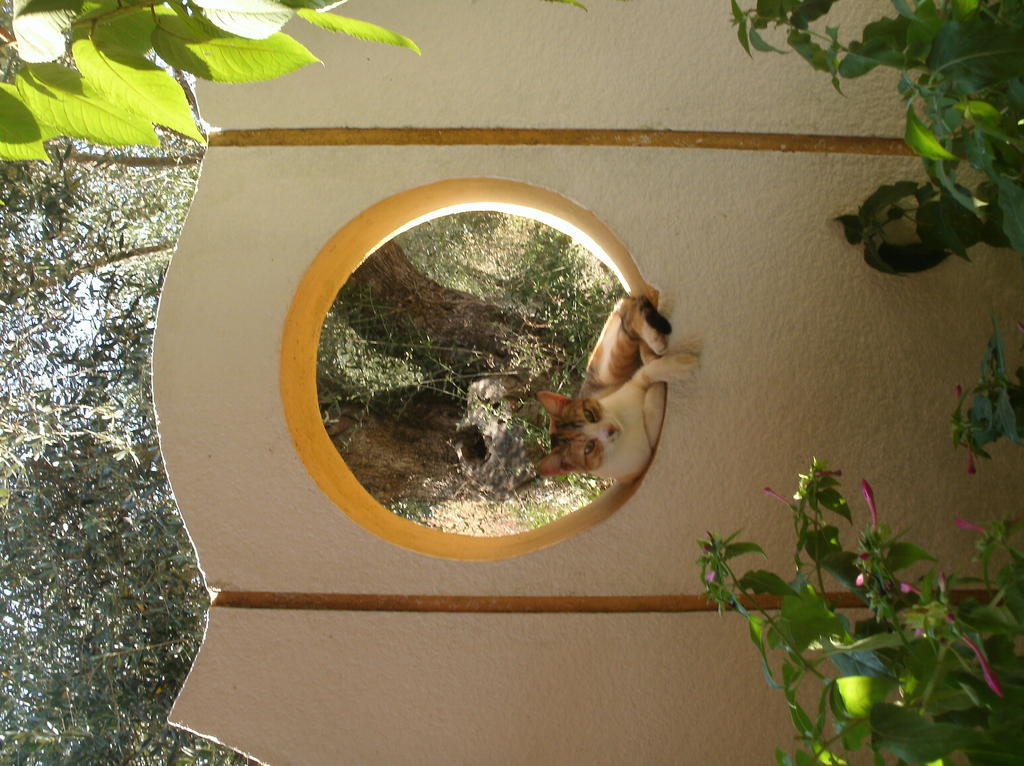 Athina Apart otel Kávos Dış mekan fotoğraf